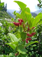 Viburnum grandiflorum