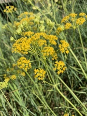 Pastinaca clausii