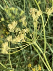 Pastinaca clausii