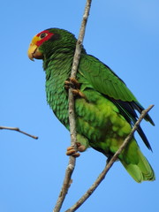 Amazona xantholora