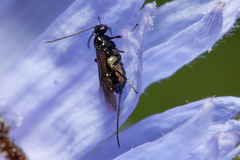 Braconidae
