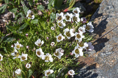 Cherleria arctica
