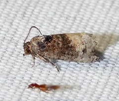 Ecdytolopha mana