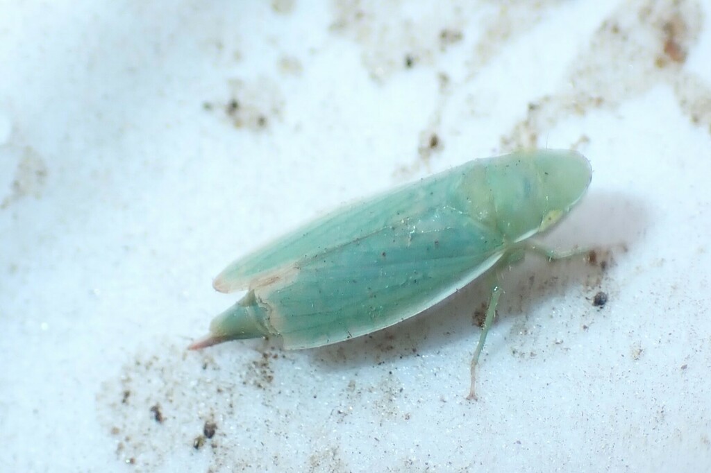 Hecalus viridis