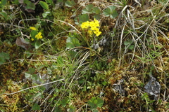 Draba ogilviensis