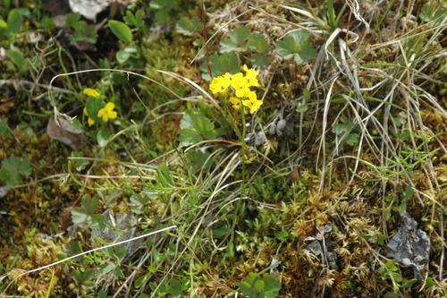 Image of Draba ogilviensis by (c) Syd Cannings, some rights reserved (CC BY)