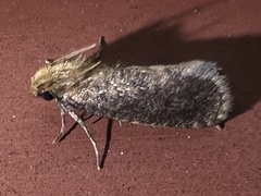 Acrolophus propinqua