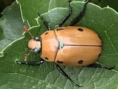 Pelidnota punctata