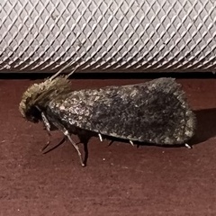 Acrolophus propinqua