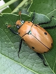 Pelidnota punctata