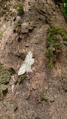 Percnia suffusa