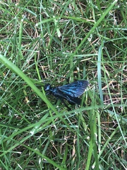 Chalybion californicum