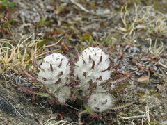 Pedicularis dasyantha