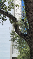 Tillandsia recurvata