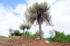 Euphorbia sekukuniensis