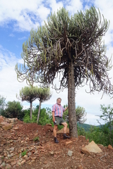 Euphorbia sekukuniensis