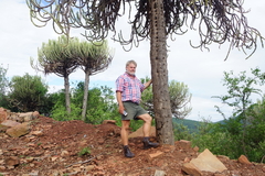 Euphorbia sekukuniensis