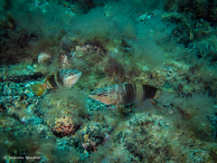 Serranus papilionaceus