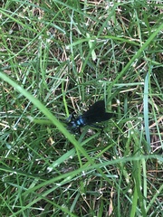 Chalybion californicum