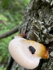 Bolitotherus cornutus