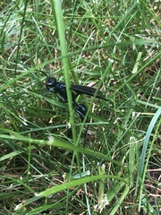 Chalybion californicum