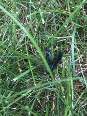 Chalybion californicum