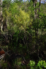 Euclea linearis
