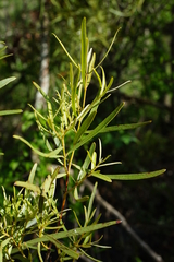 Euclea linearis