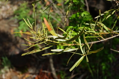 Euclea linearis