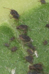 Aphis asclepiadis