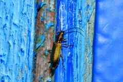 Chrysanthia geniculata