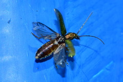 Chrysanthia geniculata