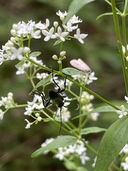 Strangalepta abbreviata