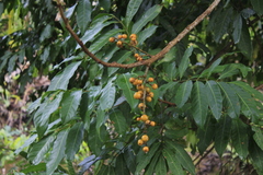 Anacardiaceae