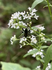 Strangalepta abbreviata