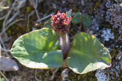 Micranthes hieraciifolia