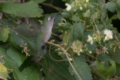 Stephanoxis loddigesii