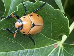 Pelidnota punctata