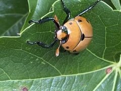 Pelidnota punctata