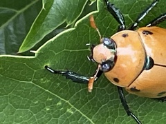 Pelidnota punctata