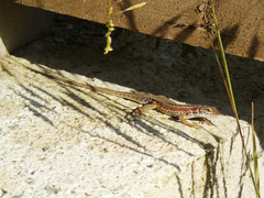 Ophisops elegans elegans