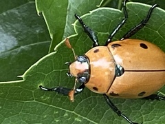 Pelidnota punctata