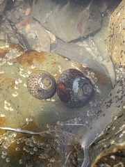 Phorcus lineatus