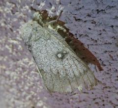 Syssphinx heiligbrodti