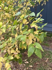Calycanthus occidentalis