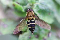 Syrphus phaeostigma