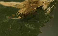 Chrysopilus asiliformis