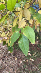 Calycanthus occidentalis