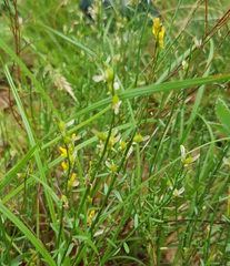 Genista sagittalis