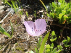 Calochortus nudus